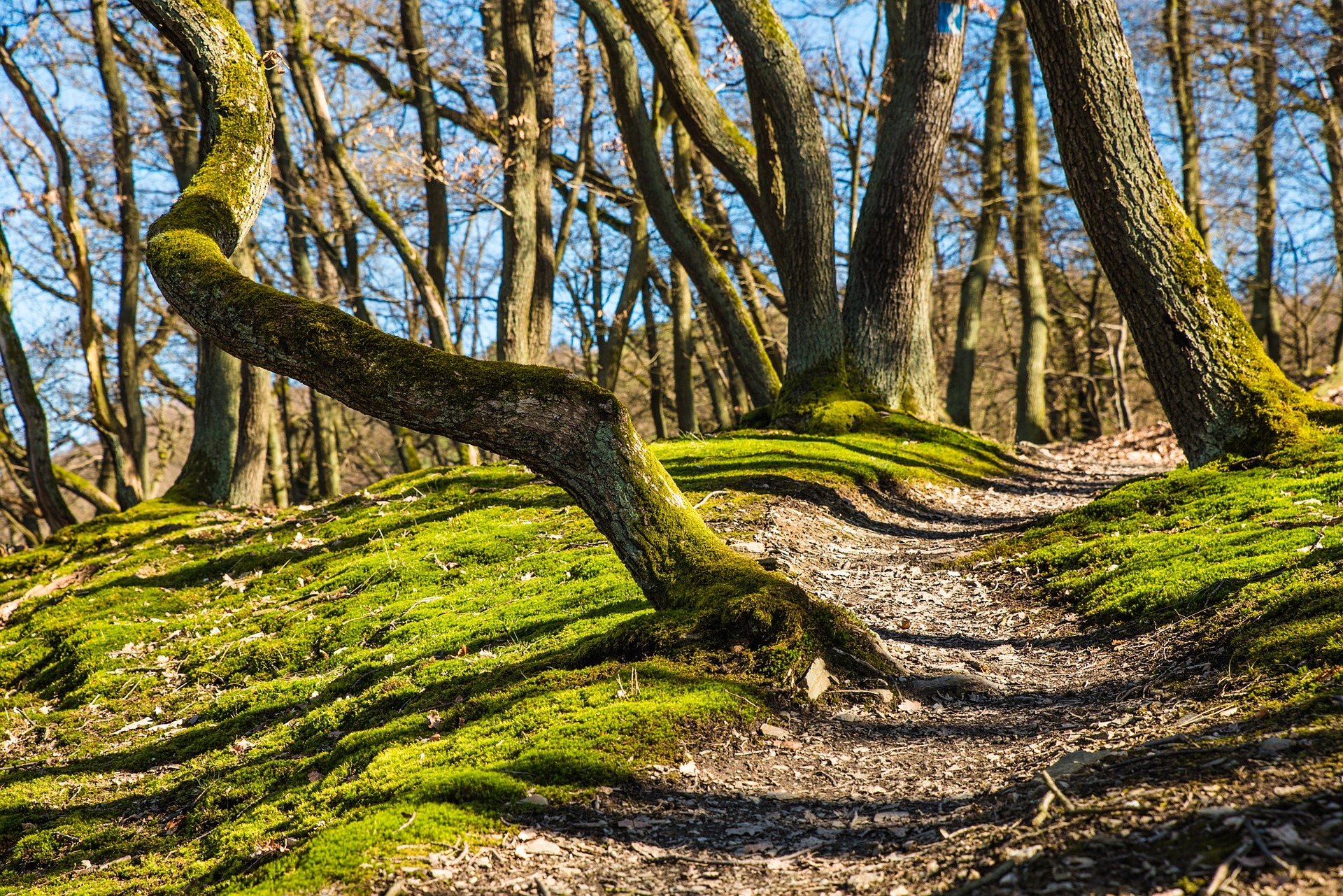 image représentant une forêt