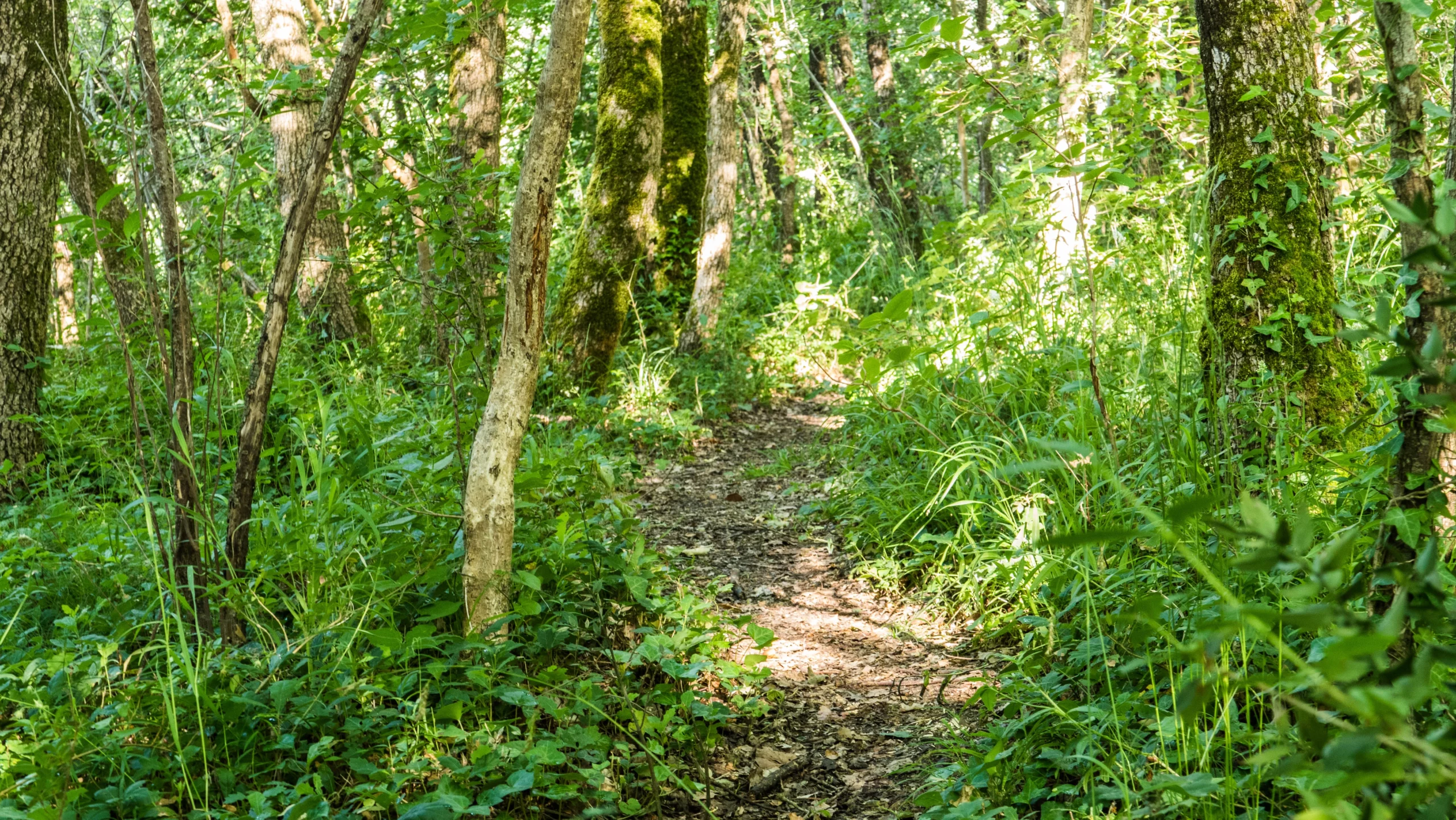 sentier de forêt