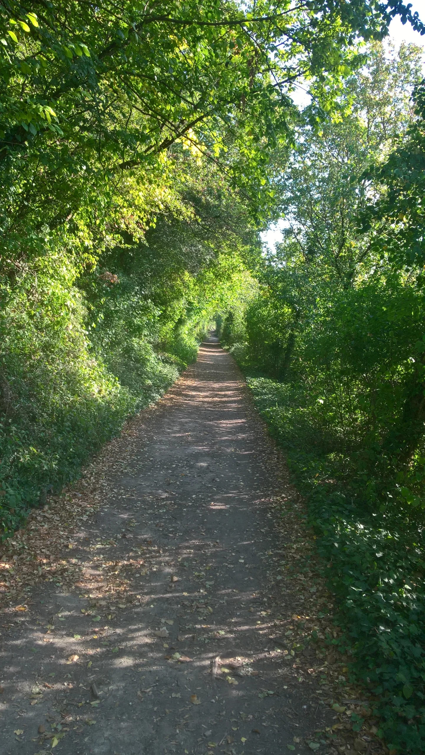 image d'un chemin dans une forêt