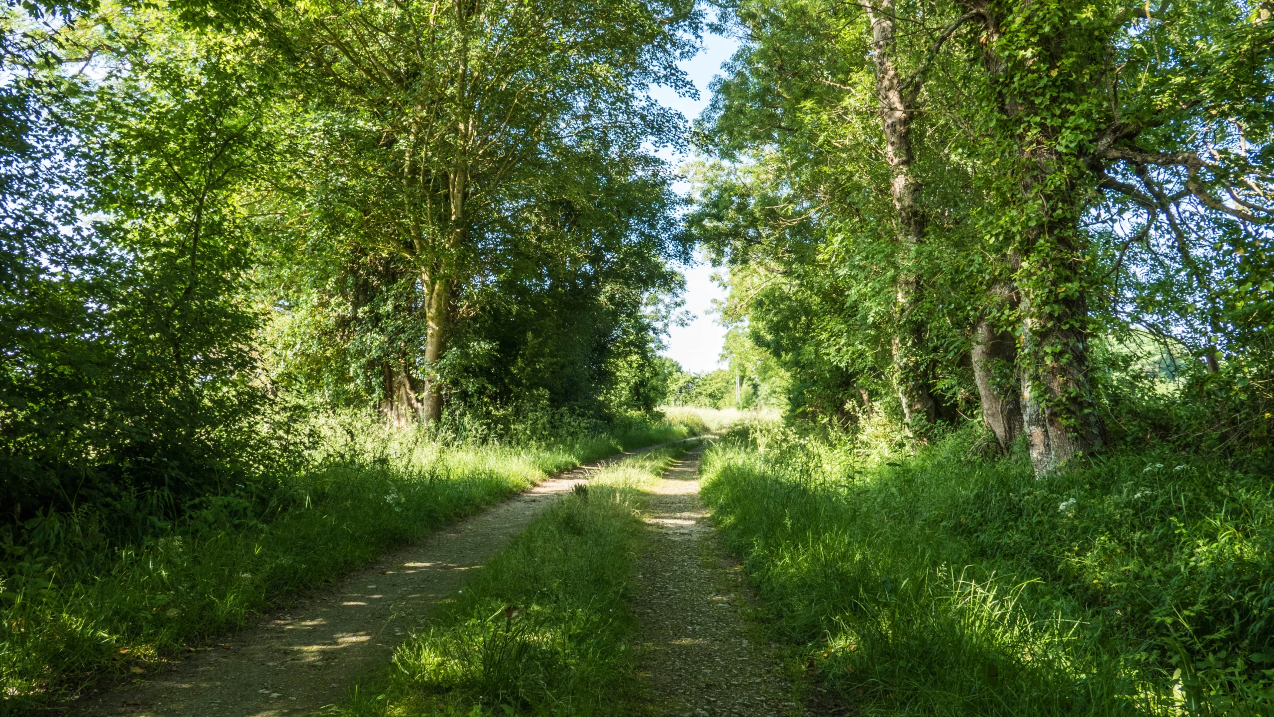 Chemin dans forêt