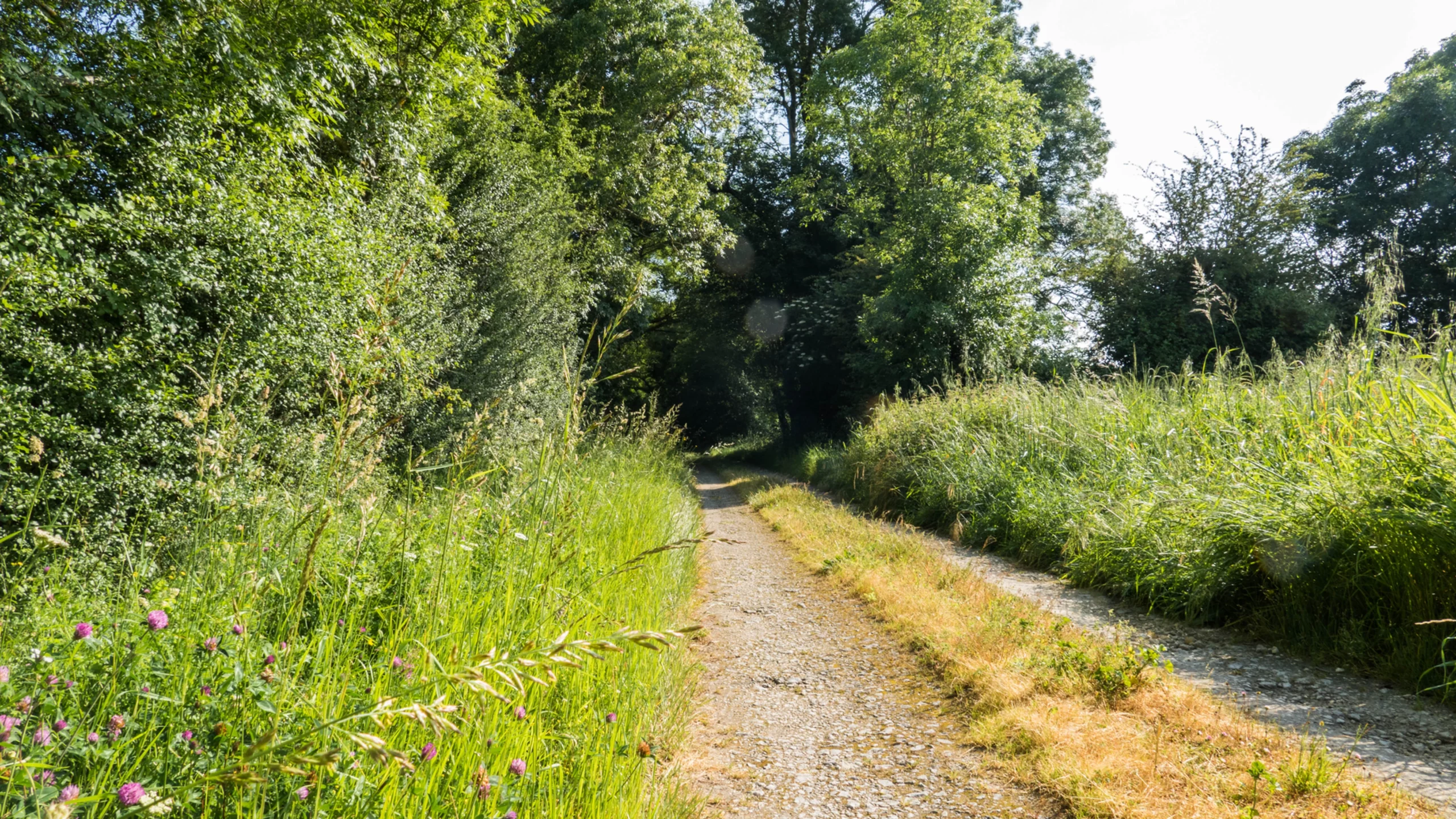 image d'un chemin dans une forêt